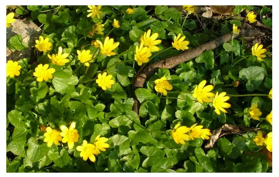Lesser Celandine